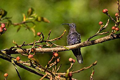 《消逝的光芒2》Steam峰值超24万 是《生化8》2倍